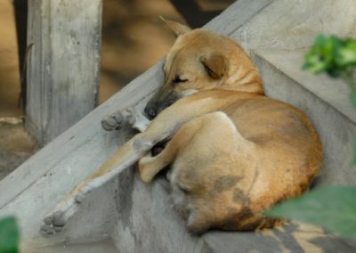 Chien endormi sur les marches d'un escalier, à l'entrée d'une maison, village de Sra Srang, province de Siem Reap.