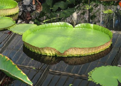 Kew Gardens : fractale verte