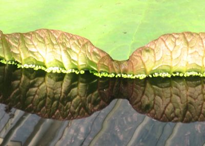 Kew Gardens : fractale parlant