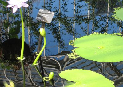 Kew Gardens : plantes sentimentales