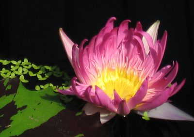Kew Gardens
