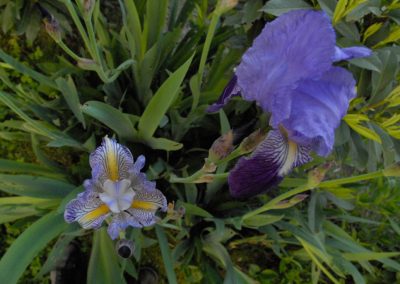 Yin – Yang Iris
