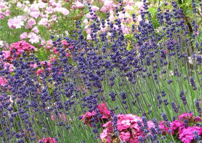 Jardin de montagne