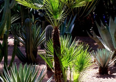 Jardin à Marrakech, © photo Joëlle Chautems
